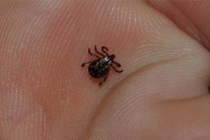 Milas ta KKKA Virüsü Tespit Edildi