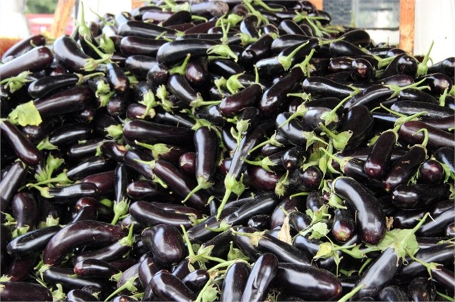 Patlıcan Rekora Koşuyor