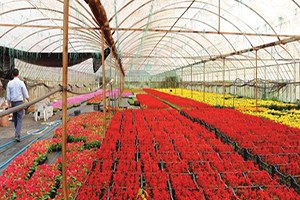 1 6 Milyon Süs Bitkisi Üretti