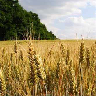 Gelecek 10 Yılın Tarım Raporu