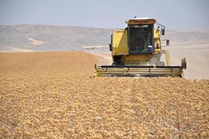 Aspir Hasadına Başlandı