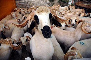 Kurbanlık Alırken Dikkat Edilmesi Gerekenler