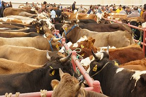 Kurbanlıklar Akıllı Teknoloji ile Satılacak