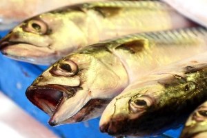 Marmara daki Balık Çeşitliliği Yüzleri Güldürüyor