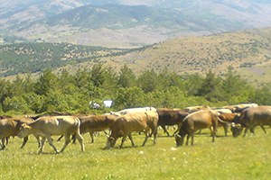 Yaylalarda Yetişen Kurbanlıklar Pazara İniyor