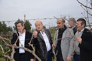 Üzüm Bağlarını Don Vurdu