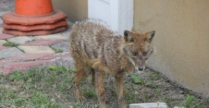 Aç Kalan Tilki Şehre İndi