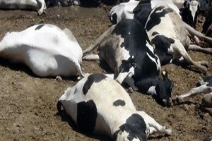 Çubuk ta Akıma Kapılan Büyükbaş Hayvanlar Telef Oldu