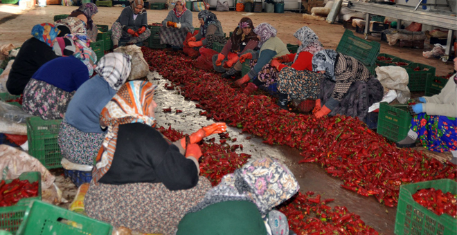 Hollanda nın Salçası Kulaca dan
