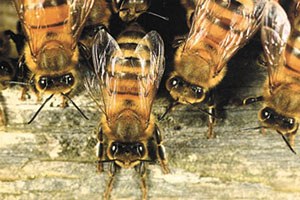 Kastamonu da 526 Bin Lira Arılı Kovan Desteği Yapıldı