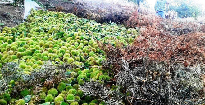 Kestane Üreticisini Hem Hastalık Hem de İhracat Vurdu