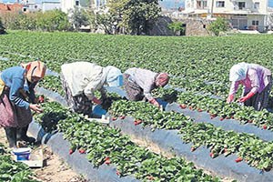 Tarımın Yükünü Kadınlar Çekiyor