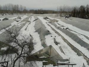 Kar Seralara Büyük Zarar Verdi