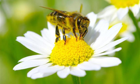 Hastalık Amerika dan Geldi Kayıplar Çok Fazla