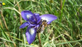 Arıcılık Desteklemeleri Ödeniyor