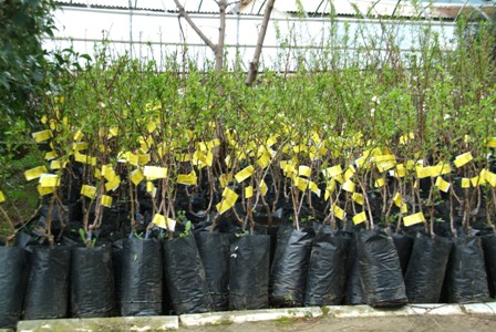 Meyve Fidanı Talepleri Alınmaya Başladı