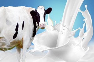 Orman Köylülerine Süt İneği Projesi