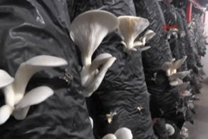 Evinin Bodrumunda Mantar Yetiştiriyor