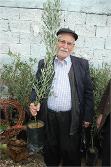Kahramanmaraş ta Zeytin Fidanı Fiyatları Arttı