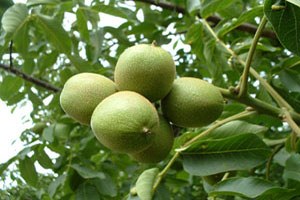 Andırın da Ceviz Yetiştiriciliği Kursu