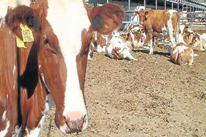 Gölpazarı nda Şap Karantinası