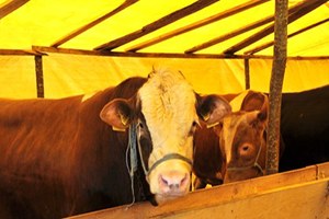 Samsun da Şap Hastalığından Telef Olan Hayvan Yok