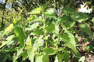 Japon İş Adamları Isırgan Üretimini İnceleyecek