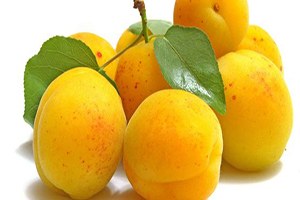 Malatya Kayısısında Sigorta Zamanı