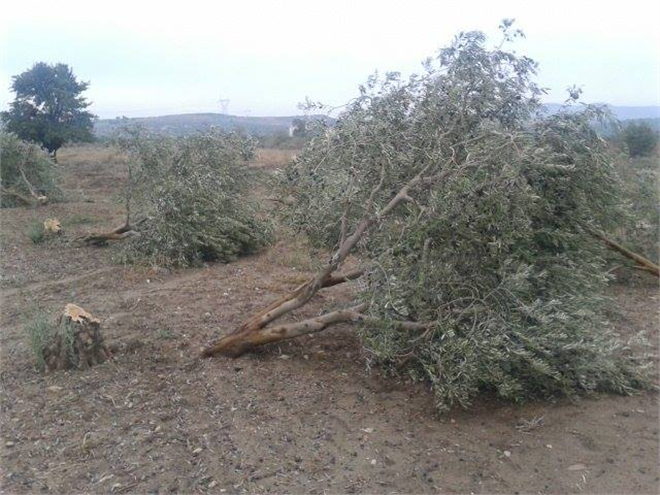 Muğla da 80 Bin Zeytin Ağacı Katledildi