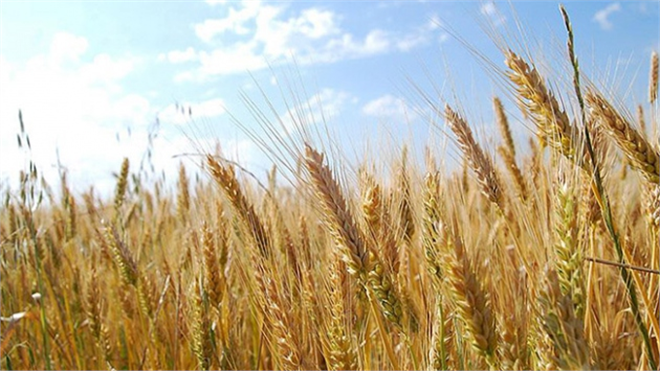 Azerbaycan da Buğday ve Unun KDV si Kaldırıldı