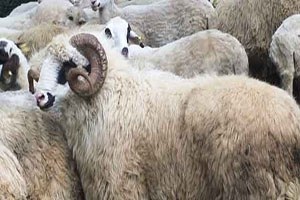 Bingöl de 41 Yetiştiriciye 227 Koç Dağıtıldı