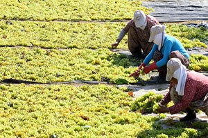 Tarım Eğitimi Can Çekişiyor