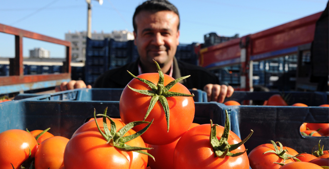 Domates Dalından Tezgaha Dört Kat Pahalıya Ulaşıyor