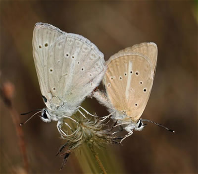 Türkiye de Yeni Bir Kelebek Türü Bulundu