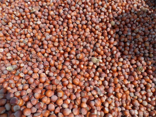 Fındık da Korkulan Oldu