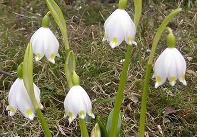 Doğal Çiçek Soğanlarının 2016 Yılı İhracat Listesi