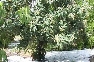 Mersin de Fırtına ve Dolu Seralara Zarar Verdi