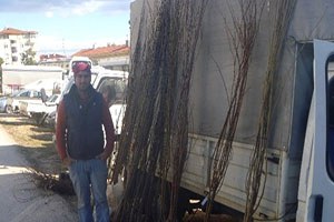 Bilecik te Meyve Fidanları Satışa Sunuldu