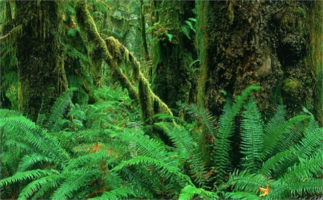 Bitki Karantinası İçin Yeni Kurallar Geldi