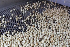 Çinliler Fındığı Sevdi