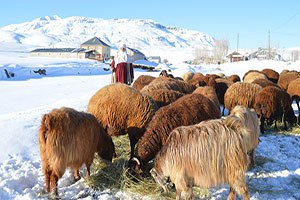Hayvanları İçin Eksi 15 Derecede Mücadele Ediyorlar