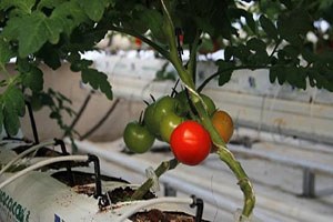 Ağrı da Serada Üretilen Domatesi Antalya ya Sattılar