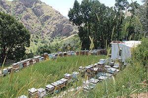 Arıcılara 350 Bin TL Arılı Kovan Desteği