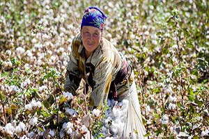 Özbekistan Pamuk Üretimini Azaltmayı Amaçlıyor