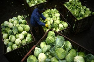 Rusya Türkiye den Gelen 16 Ton Lahanayı Geri Gönderdi