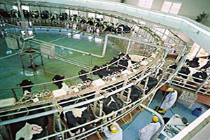 Süt Sağım Sistemlerine 70 Destek