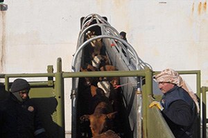 Uruguay dan Büyükbaş Hayvan İthalatı