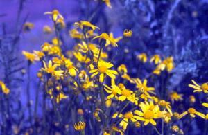 Bitki Casusları Türkiye ye Dadandı