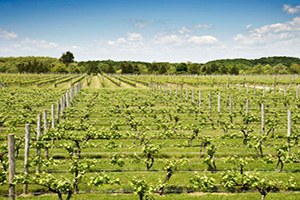 Seydişehir de Çiftçilere Bağcılık Eğitimi