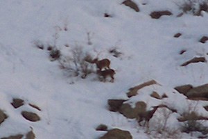 Hakkari de Aç Kalan Dağ Keçileri Köylere İndi